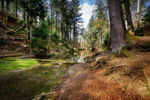 A stream bed in a forest of tall trees with big roots and a patch of sky above, seen from a low angle.