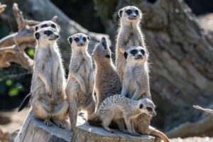 A group of meerkats upright on a tree stump
