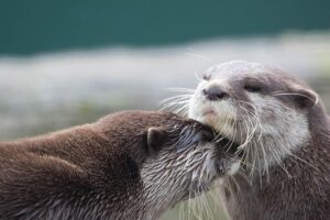 An otter lifting up another otter's chin with its head.