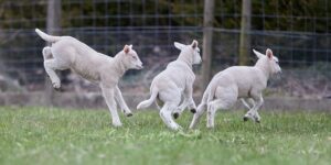 3 white lambs gambolling in a field